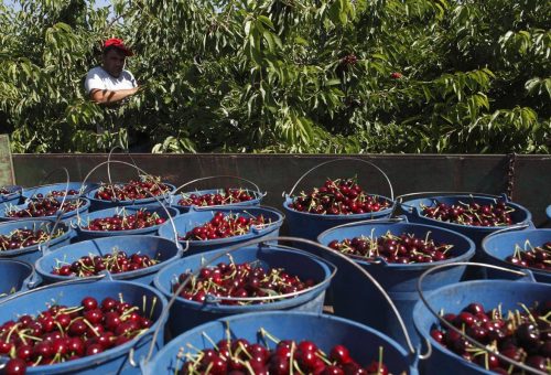 Ricla celebra la novena feria de la cereza y el ajo tierno, reivindicando sus productos, la agricultura como motor económico y el valor del medio rural